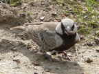 Ashy-crowned-Sparrow-lark